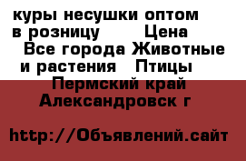 куры несушки.оптом 170 в розницу 200 › Цена ­ 200 - Все города Животные и растения » Птицы   . Пермский край,Александровск г.